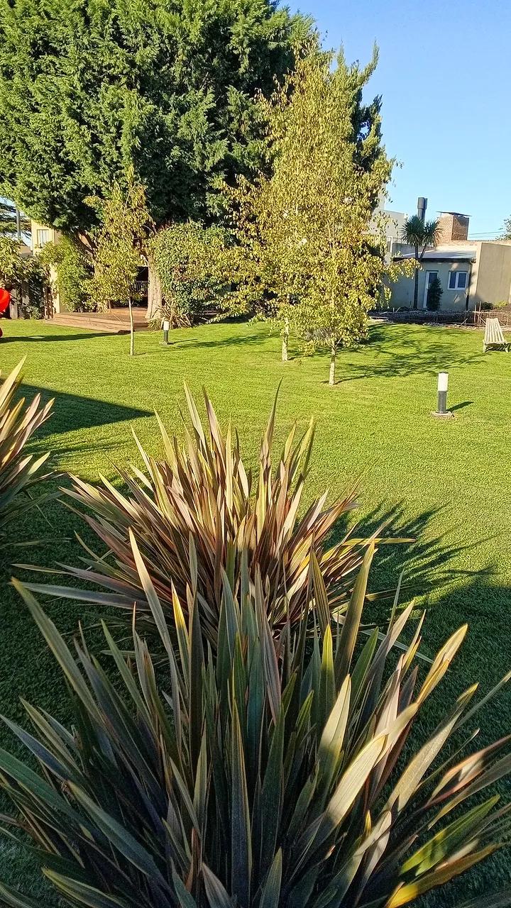 Formios en primer plano y el parque de unas cabañas recién cortado